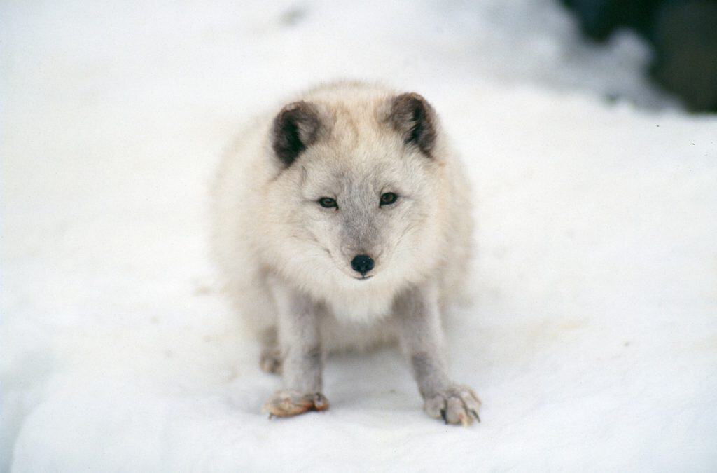 artic fox