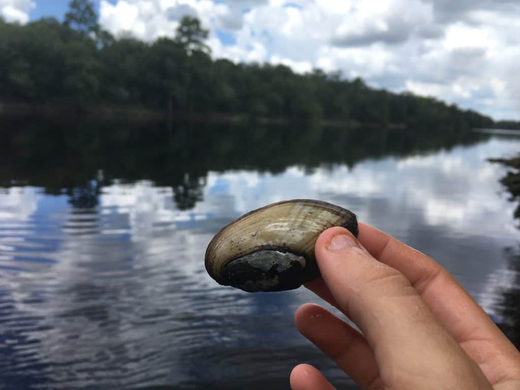freshwater mussel