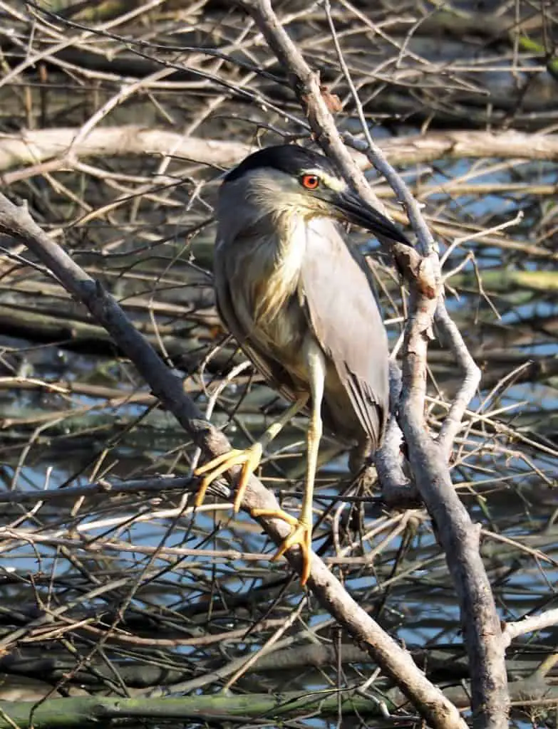 night heron