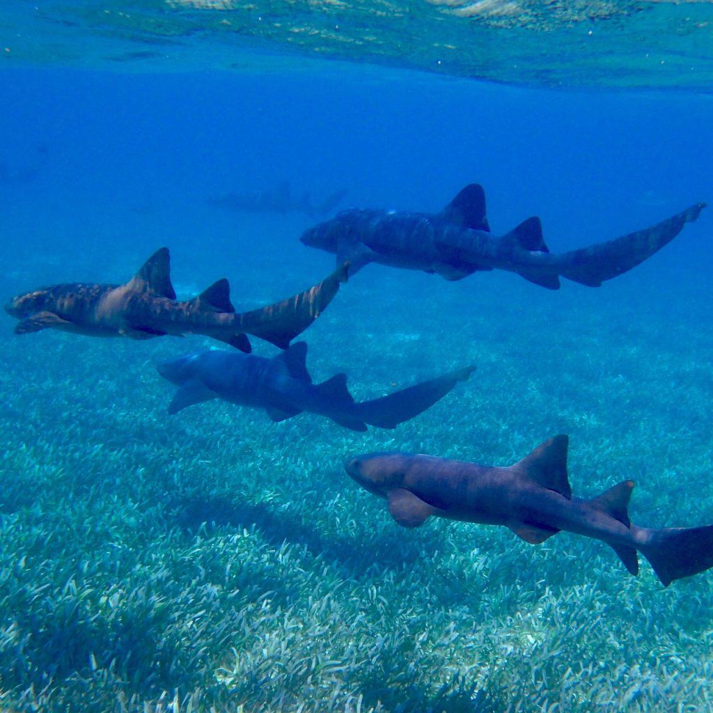 nurse sharks