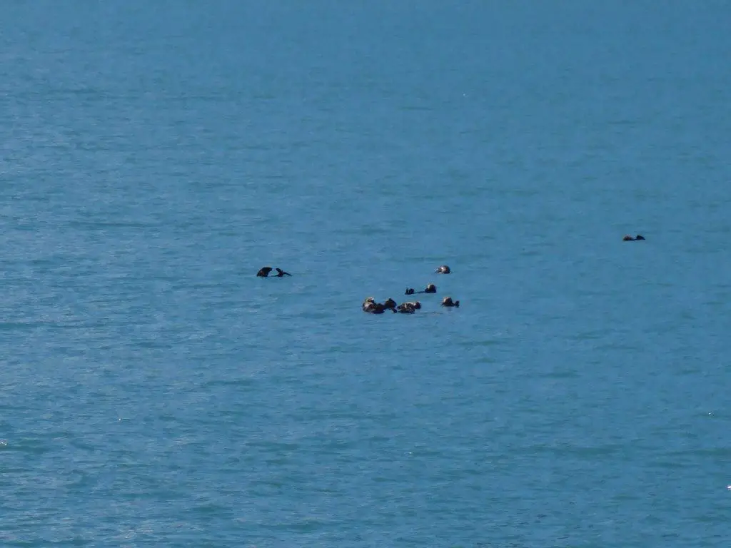 group of sea otters