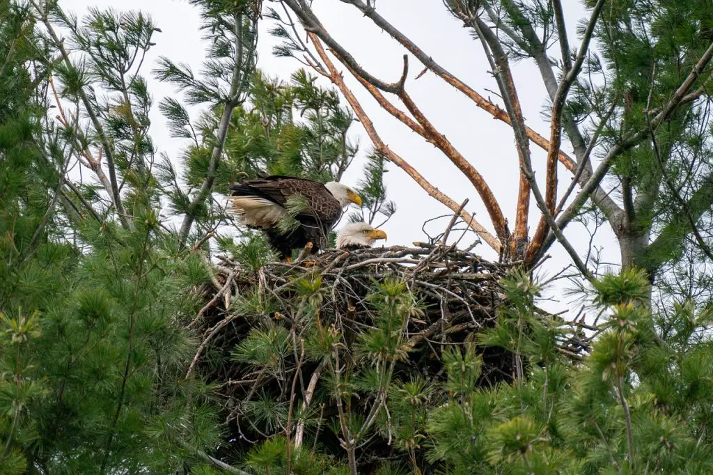 Bald Eagles Nesting: What You Want To Know - The Wildlife Quest