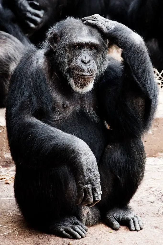 bondo ape or chimpanzee