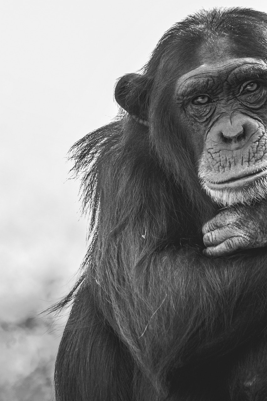 Discover the Incredible Bondo Apes: Their Fascinating Behavior and ...