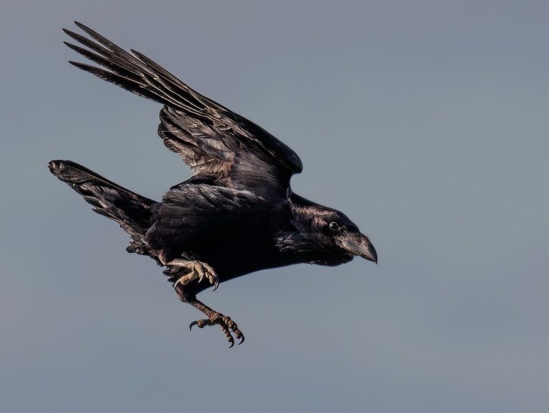 What Is A Group Of Crows Called? Everything You Need To Know The