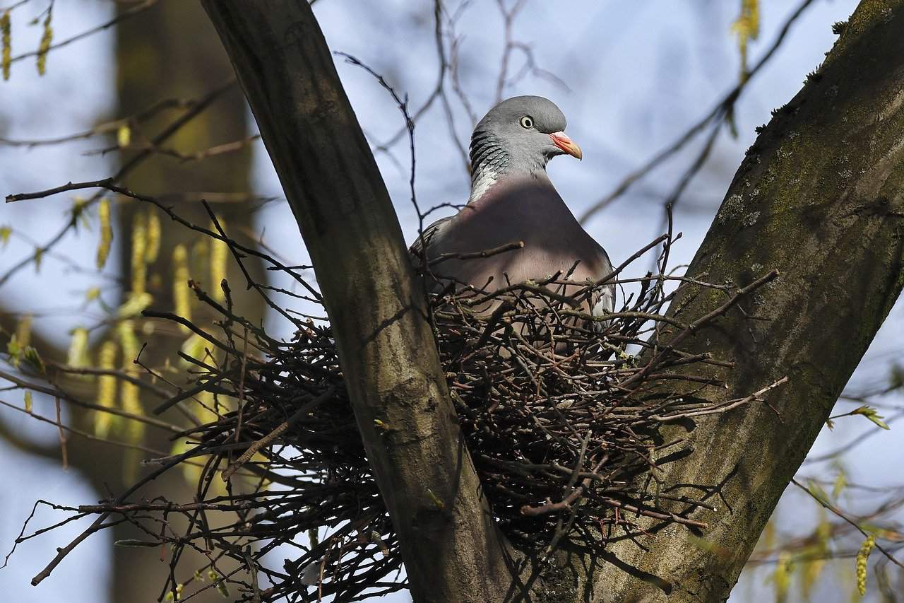 Pigeons nesting exploring from rooftops to cliffs the wildlife quest