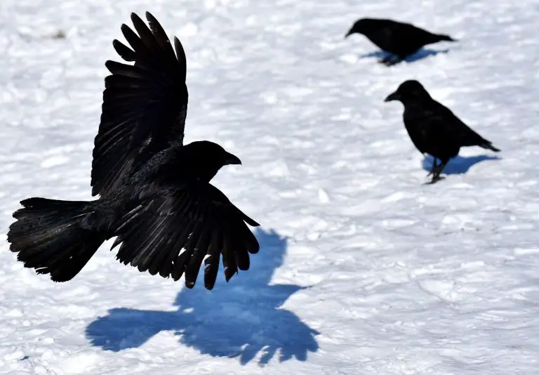 do ravens travel in groups