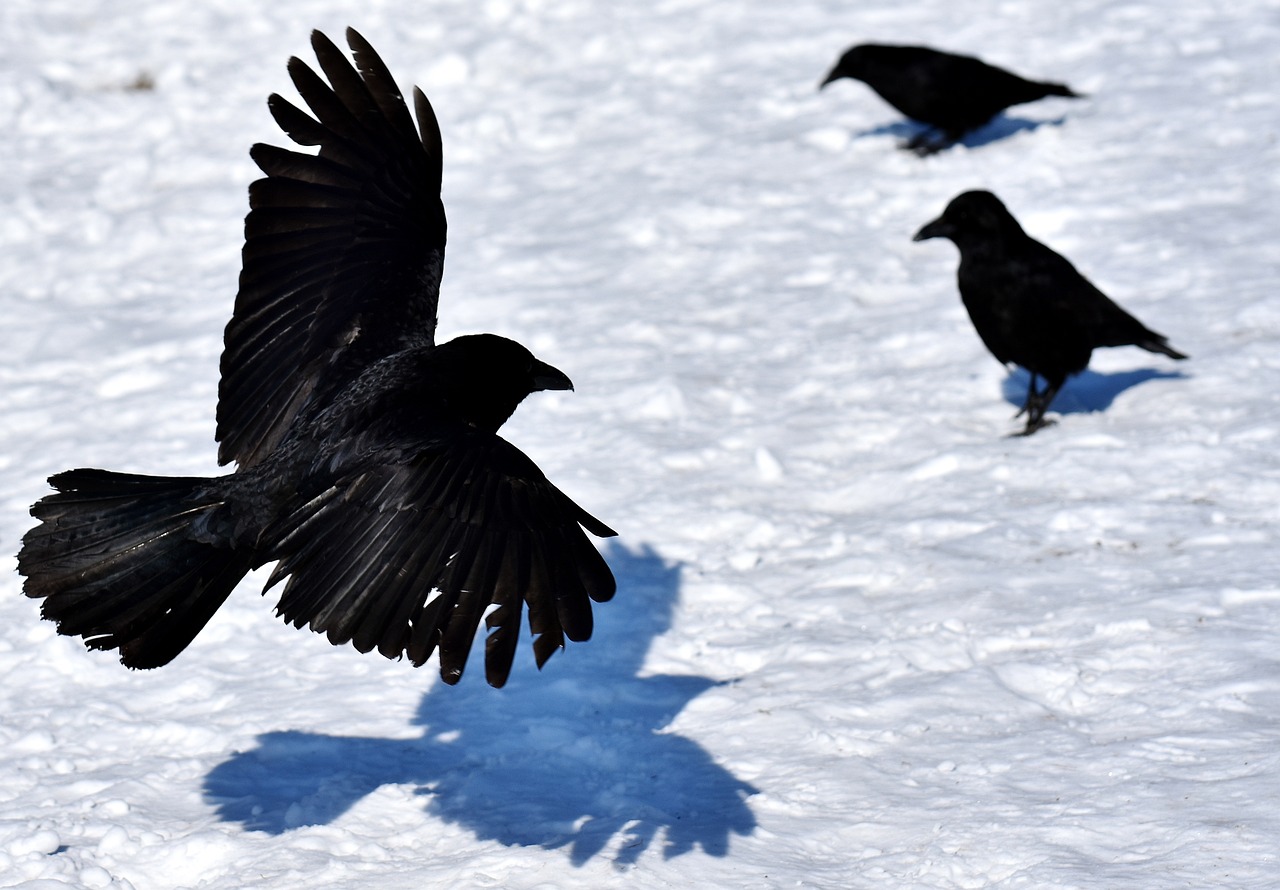 What Is A Group of Ravens Called? Everything You Need to Know - The ...