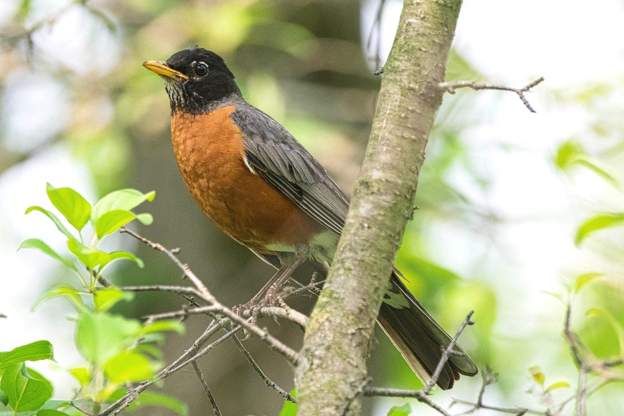 American Robins Nesting Everything You Need to Know The Wildlife Quest