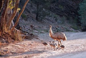 Baby Emus: Everything You Need to Know - The Wildlife Quest