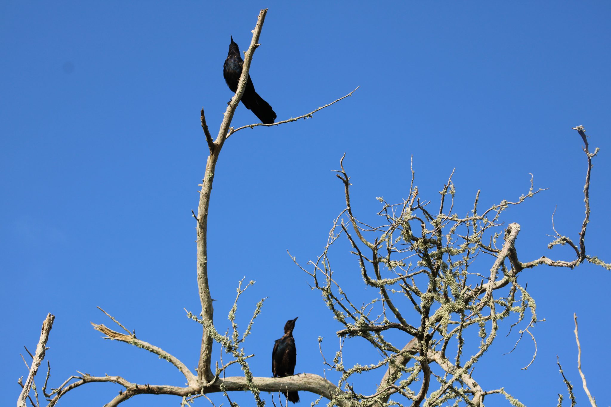 What Is A Group Of Crows Called? Everything You Need To Know The