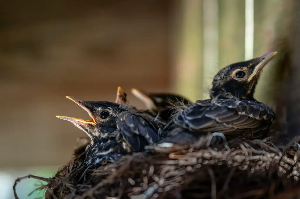 robins nesting