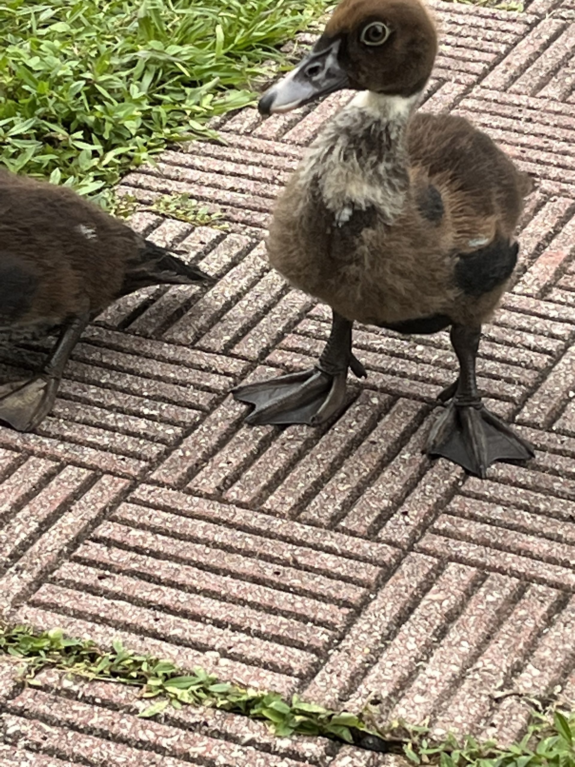 Ducks Feet The Astonishing Adaptations for Swimming and Foraging The